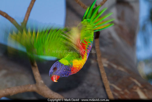 Rainbow Lorikeet