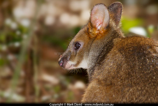 Red-legged Pademelon