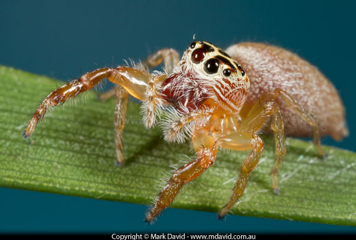 Jumping Spider