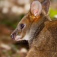 Wallaby