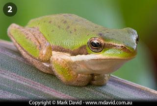 Eastern Dwarf Tree Frog