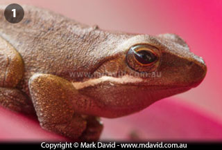 Eastern Dwarf Tree Frog