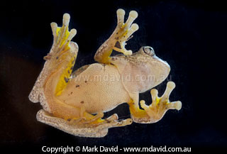Peron's Tree Frog