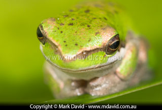Eastern Dwarf Tree Frog