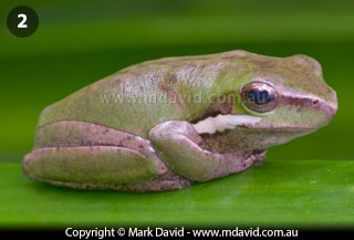Eastern Dwarf Tree Frog