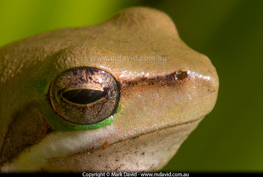 frog