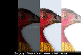 Photo of a brush turkey getting brighter