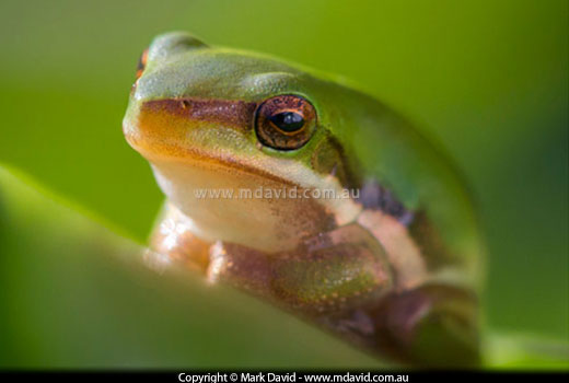 frog