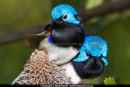 Variegated Fairy-wrens