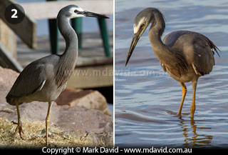 White-faced Herons
