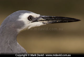 White-faced Heron