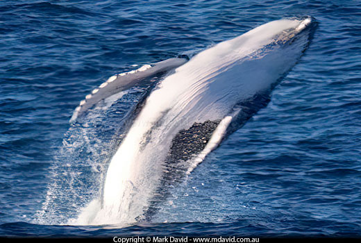Humpback Whale