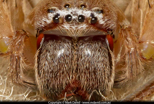 Huntsman Spider