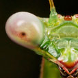 Praying mantis