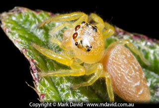 Jumping Spider