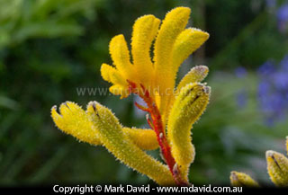 Kangaroo Paw