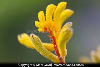 Kangaroo Paw