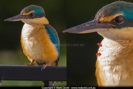 Kingfisher