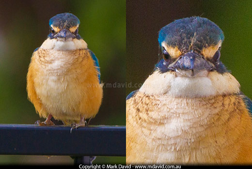 Kingfisher