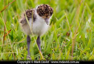 Masked Lapwing chick