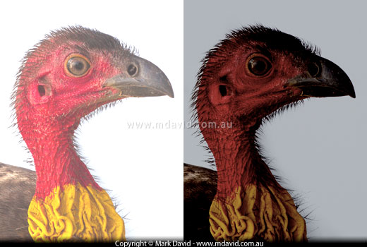 Brush Turkey