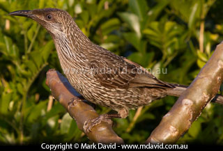Little Wattlebird
