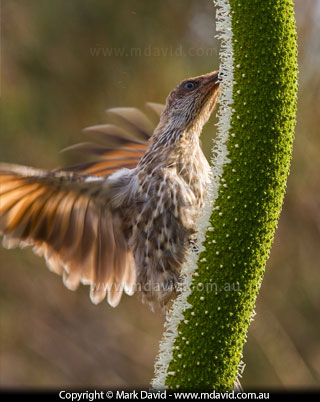 Little Watterbird