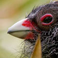 Swamphen chick