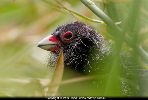 Purple Swamphen chick