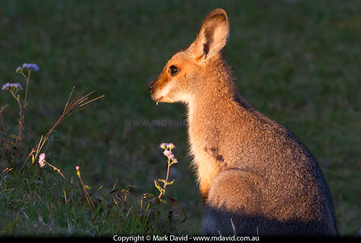 wallaby