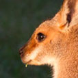 wallaby