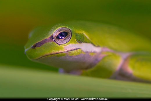frog