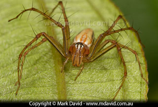Lynx Spider