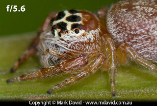 Jumping Spider