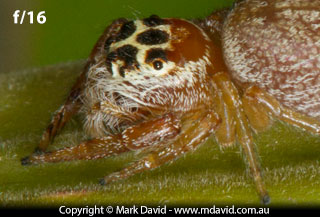 Jumping Spider