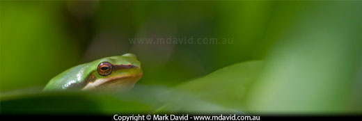 Macro panorama