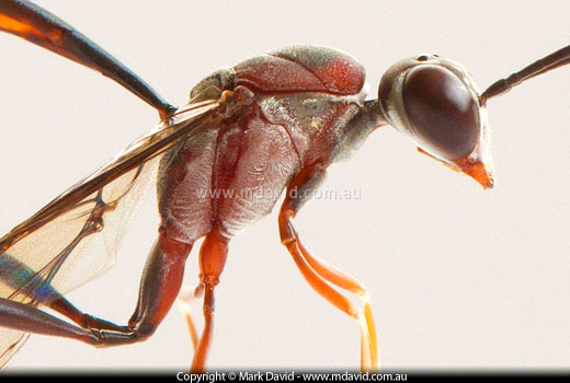 wasp