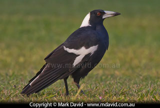 Magpie