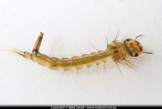 Mosquito larva