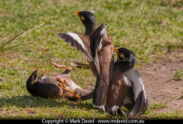 Indian Mynas