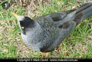 Noisy Miner