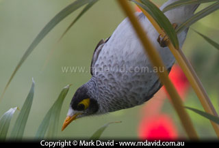 Noisy Miner
