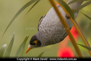 Noisy Miner