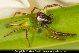 Northern Green Jumping Spider