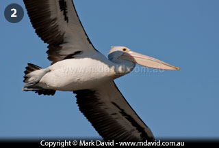 Pelican in flight