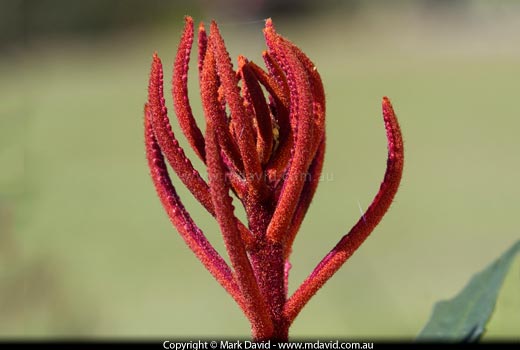 Banksia