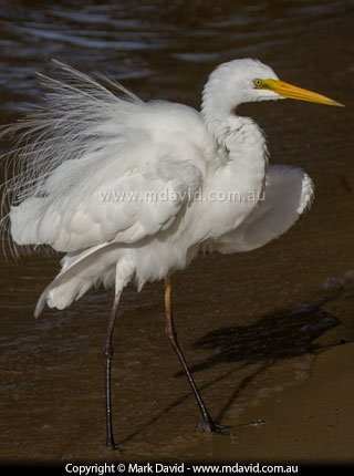 Intermediate Egret