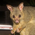 possum
