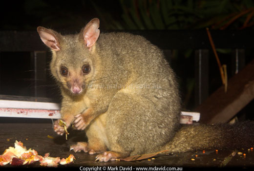possum