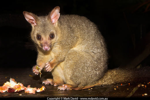 Possum